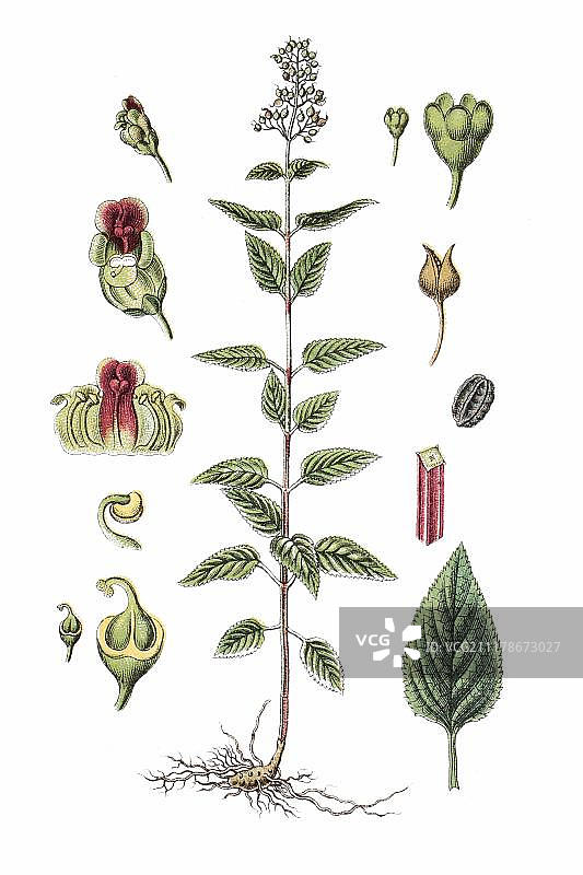 普通无花果或林地无花果(玄参)，药用植物，历史色板印刷术，约1796年图片素材
