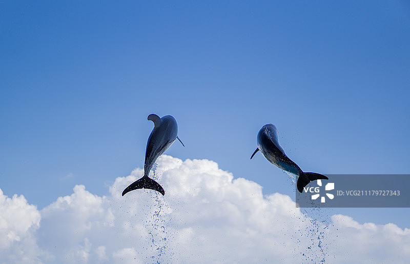 水族馆海豚表演图片素材