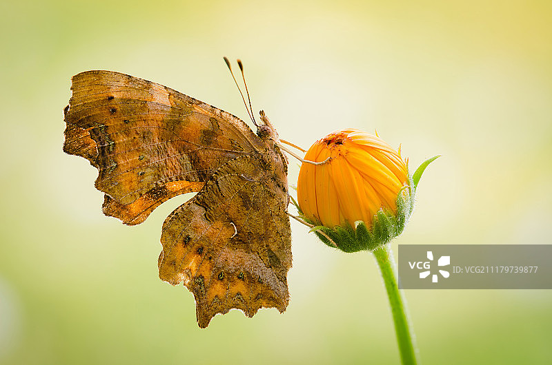 蝴蝶栖息在花上的特写镜头图片素材