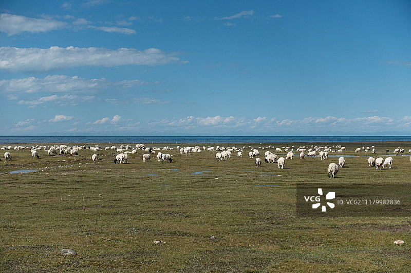 湖边的羊群图片素材