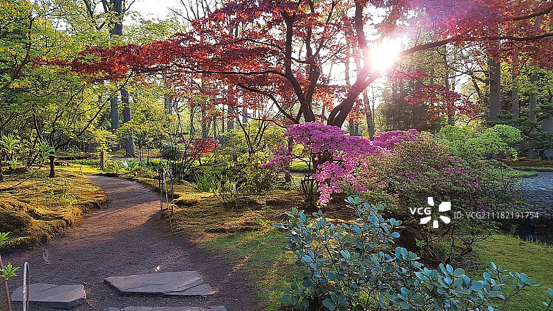 日本花园的春天图片素材