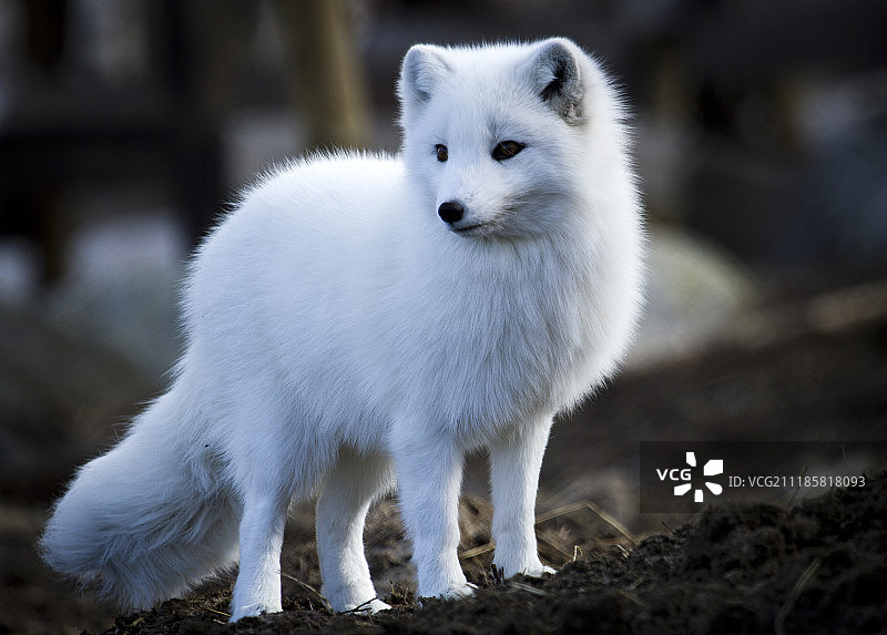 一只穿着冬季毛皮的北极狐图片素材