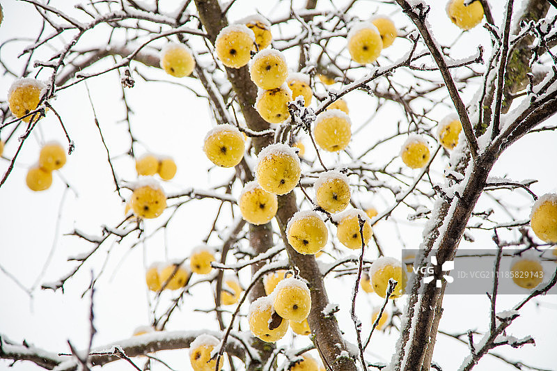 冬天雪地里树上的黄色苹果图片素材