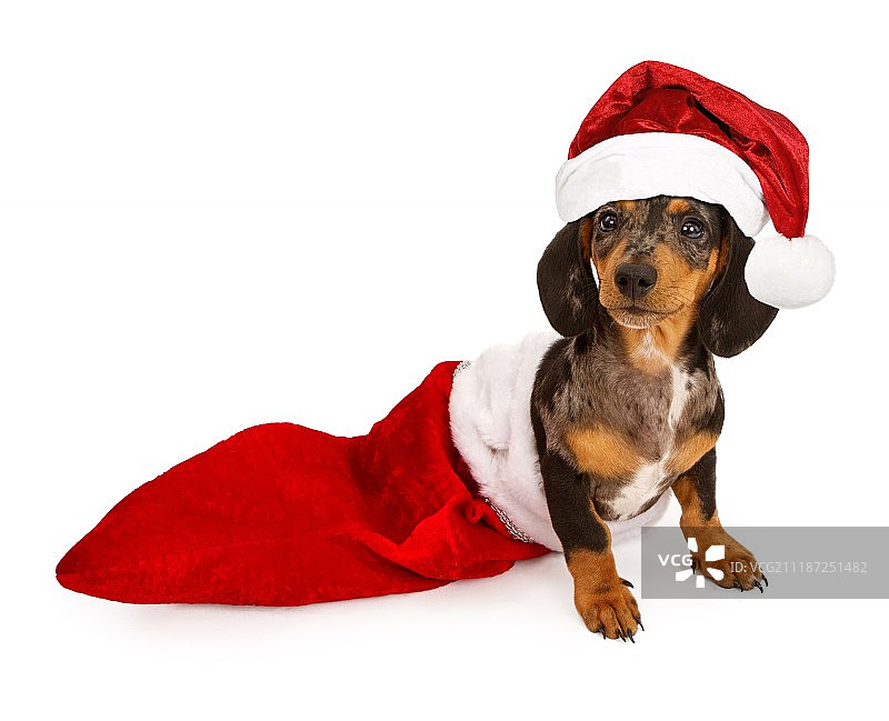 戴着圣诞帽的长袜里的腊肠小狗图片素材