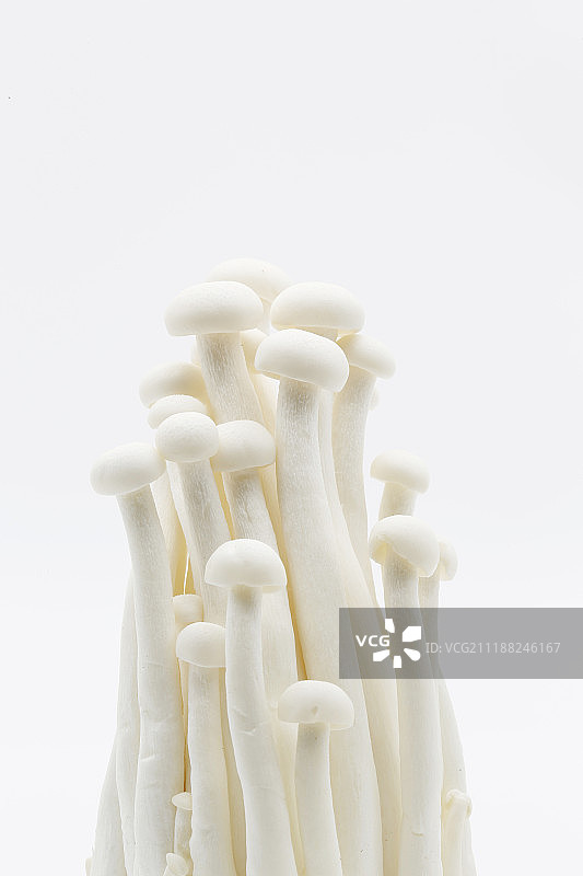 海鲜菇白色蘑菇特写图片素材