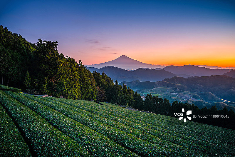日本静冈县日出的富士山和绿茶田图片素材
