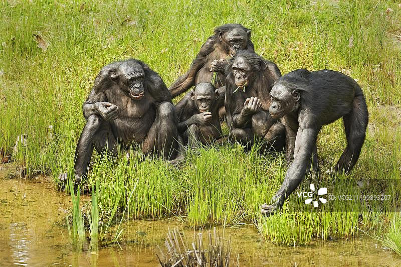 倭黑猩猩(panpaniscus)，科群，成虫和幼虫，在水边以树叶为食，圈养图片素材