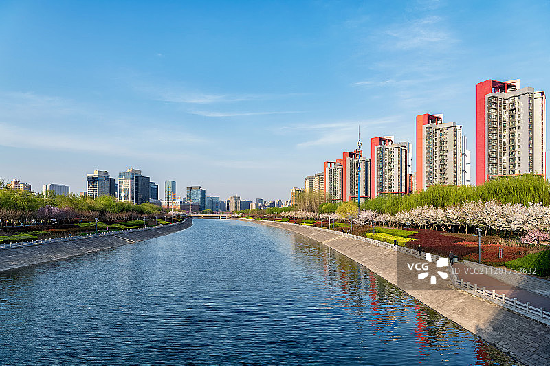 郑州七里河畔春季樱花与都市风景图片素材