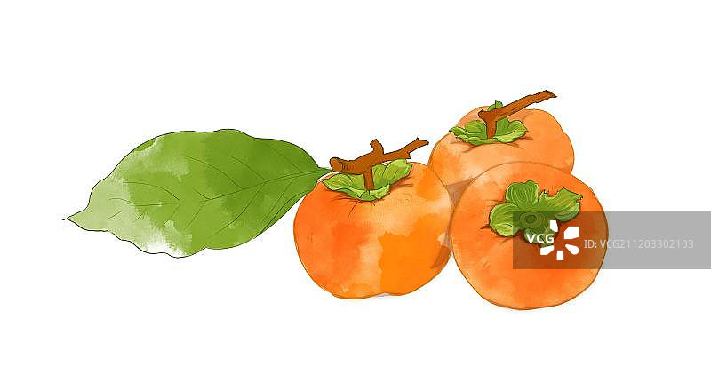 水彩画美味可口的柿子图片素材