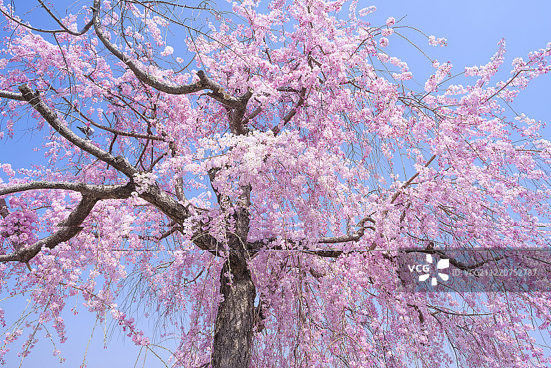樱花盛开，中之岛公园，岚山，日本京都图片素材