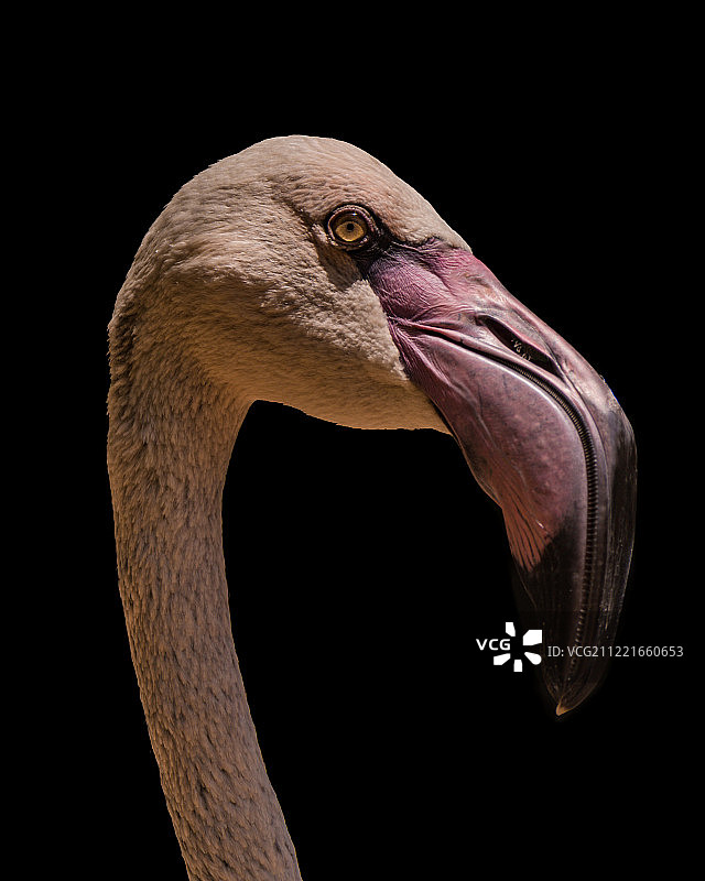 智利火烈鸟头部和颈部的特写图片素材