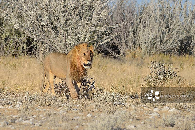 狮子(Panthera leo)，行走在干燥的草地上，灌木丛，Etosha国家公园，纳米比亚，非洲图片素材