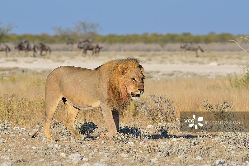 在干旱的地面上行走的狮子，Etosha国家公园，纳米比亚，非洲图片素材