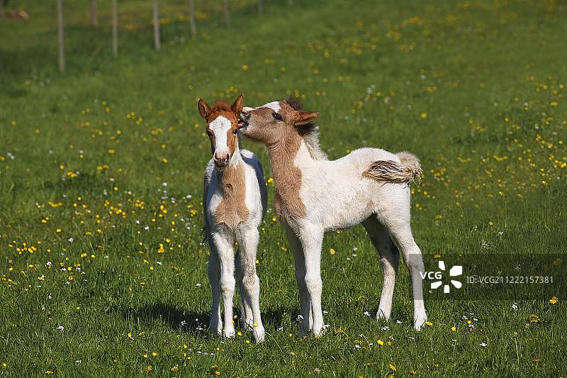 两个小马驹玩耍，冰岛马(马)在草地上，年轻的动物，下萨克森州，德国，欧洲图片素材