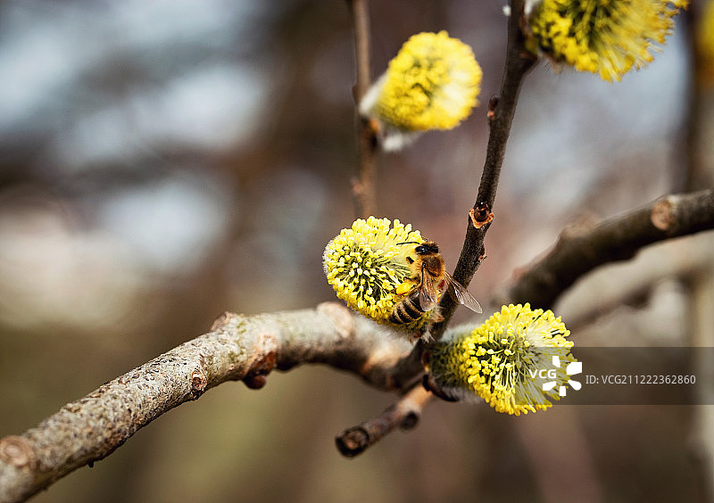 柳树花上的蜜蜂图片素材