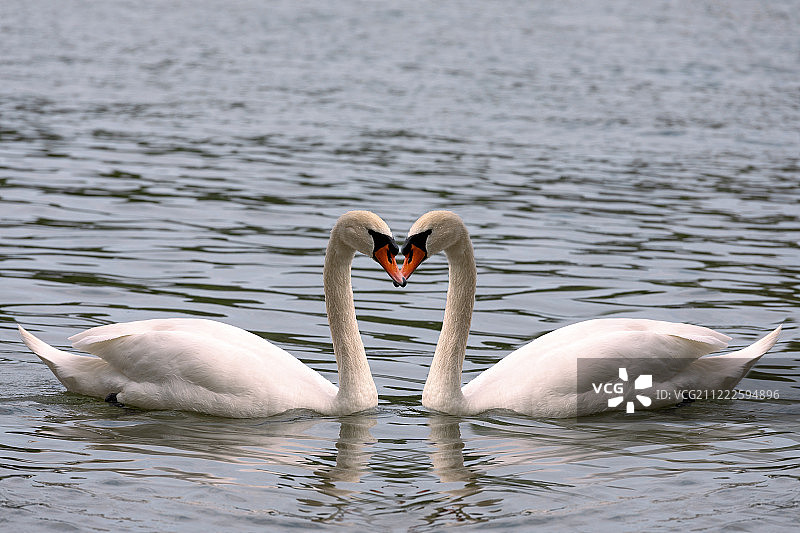 心形的爱的象征从颈部的两只白天鹅对称图片素材