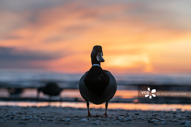 在海滩上的鸭子肖像，梅尔比斯特兰德，厄勒松，瑞典图片素材