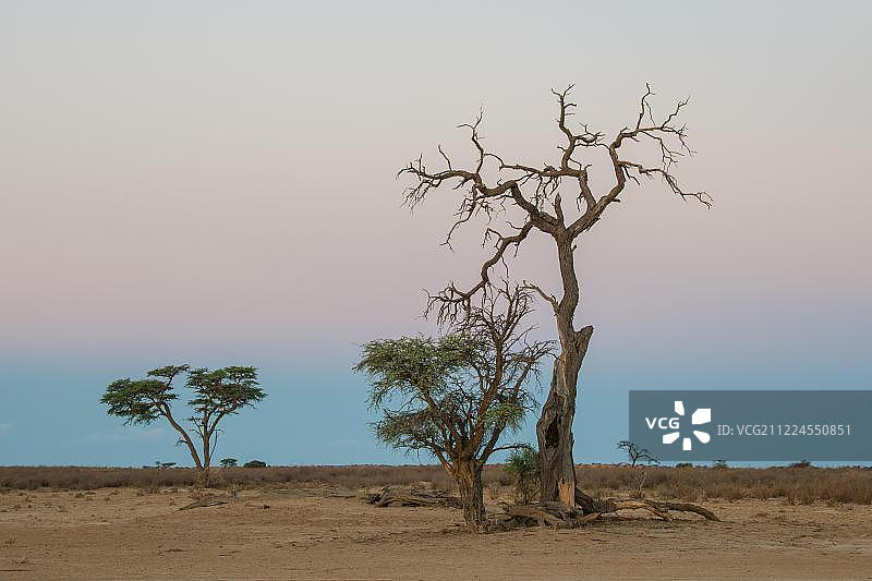 骆驼刺(Vachellia erioloba)，死树，诺斯索普路，卡拉加迪越界公园，北角，南非，非洲图片素材