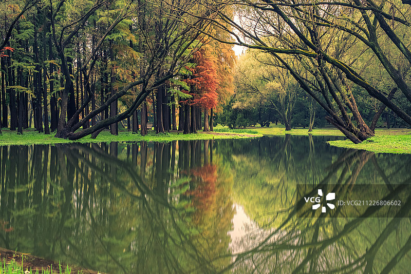 绿色树木在森林里的池塘里投下对称的倒影图片素材