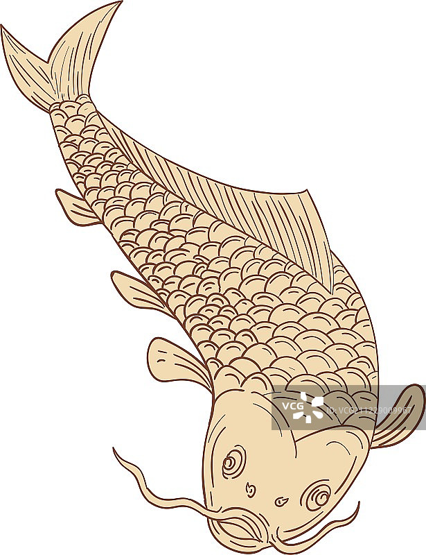 锦鲤Nishikigoi鲤鱼潜水绘图图片素材