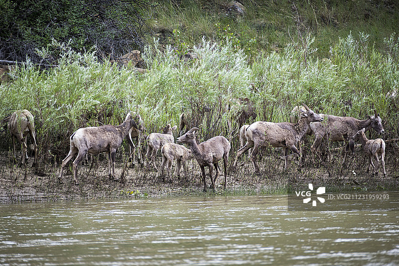 一群大角羊(加拿大绵羊)，在美国犹他州的荒凉峡谷的绿河边图片素材