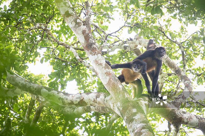 自然照片twoâAzueroâ蜘蛛monkeyâ(Atelesâgeoffroyiâazuerensis)â在一棵树上，Azueroâ半岛，Losâ桑托斯省，巴拿马图片素材