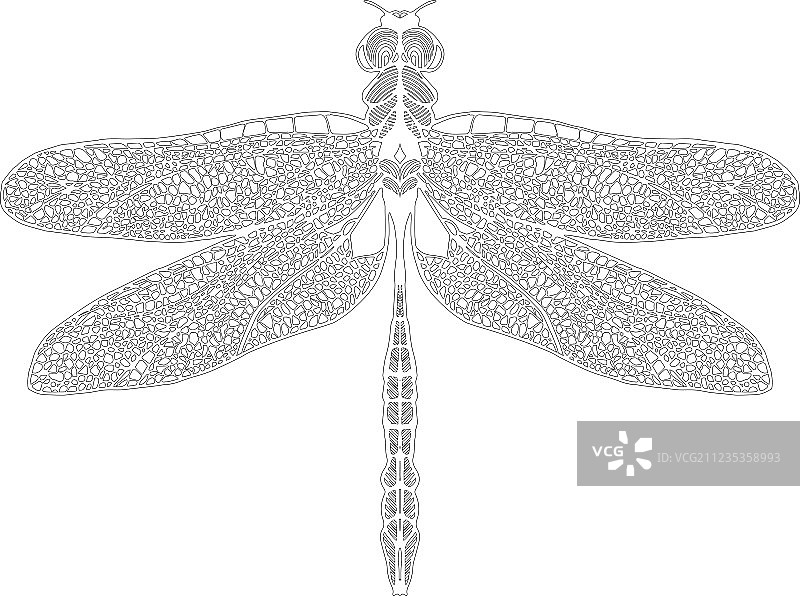 手绘蜻蜓在白色的背景图片素材