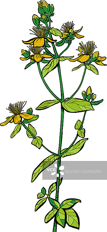 金丝桃属植物药用植物图片素材