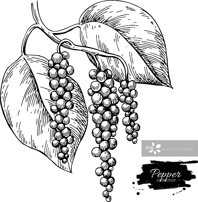 画黑胡椒植物的枝条图片素材