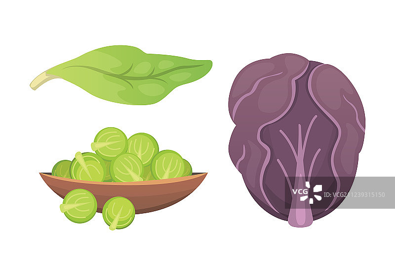 把卷心菜和生菜做成绿色蔬菜图片素材