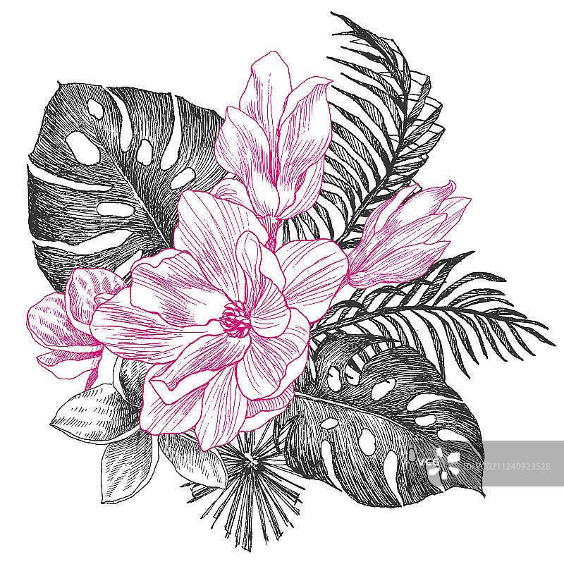 手绘热带植物的花和叶图片素材
