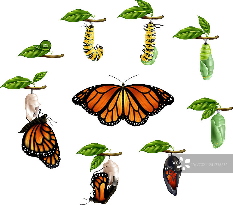 生命周期的蝴蝶现实设定图片素材