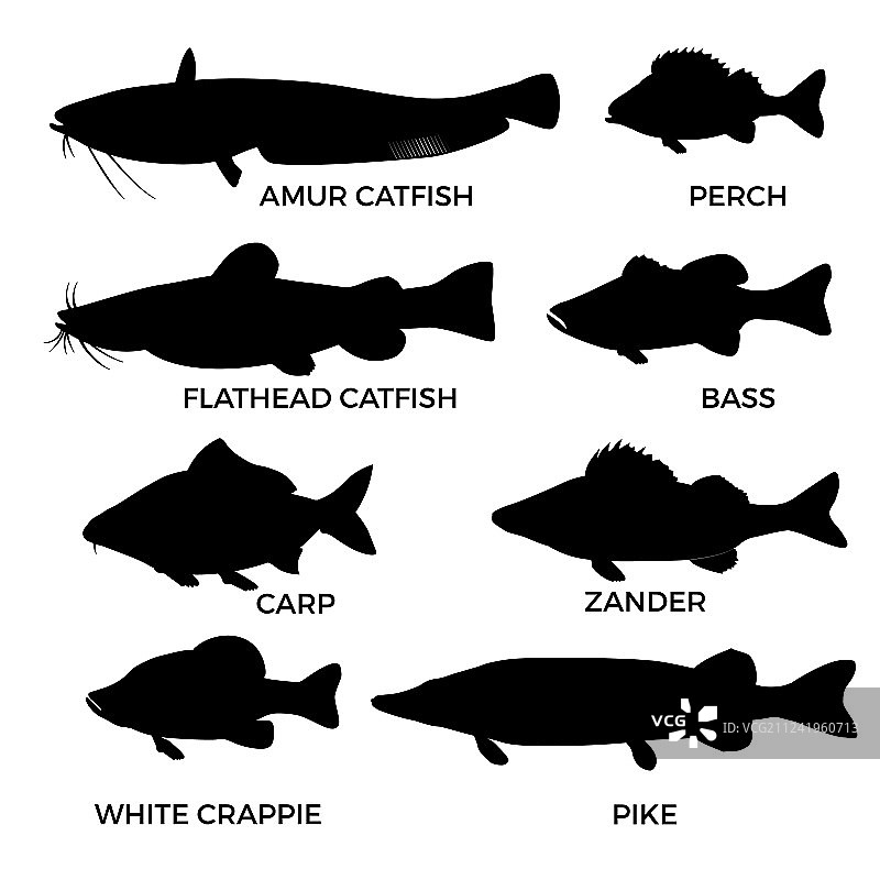 淡水鱼的轮廓图片素材