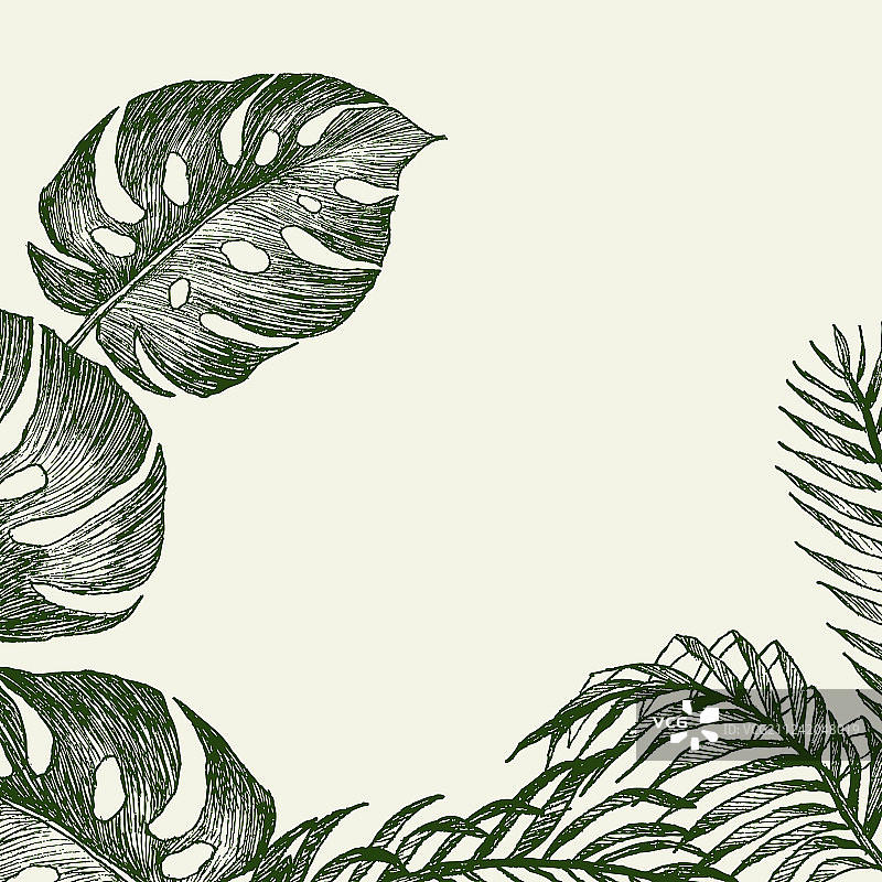 手绘热带植物的枝叶图片素材
