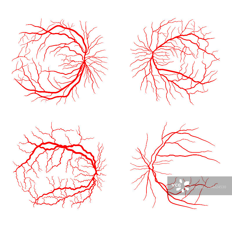 眼部静脉系统x线血管造影设计图片素材