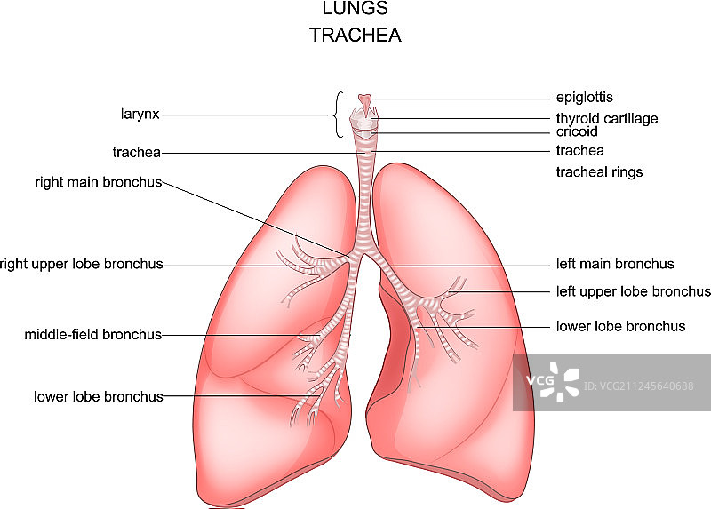 肺，气管和喉图片素材