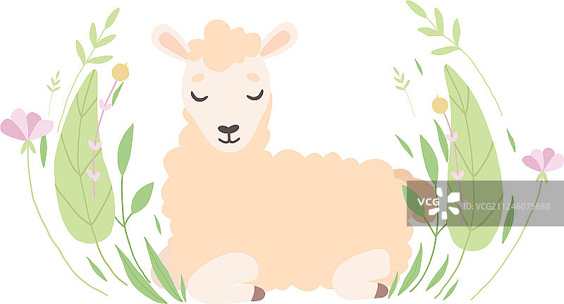 可爱的小羊羔躺在美丽的春天图片素材