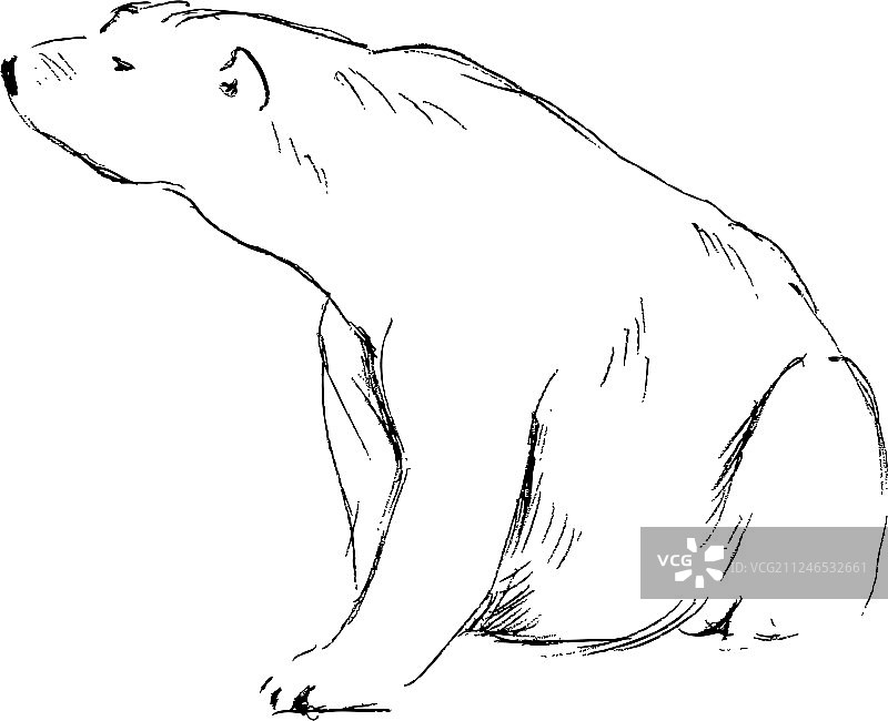 手画坐着的北极熊图片素材