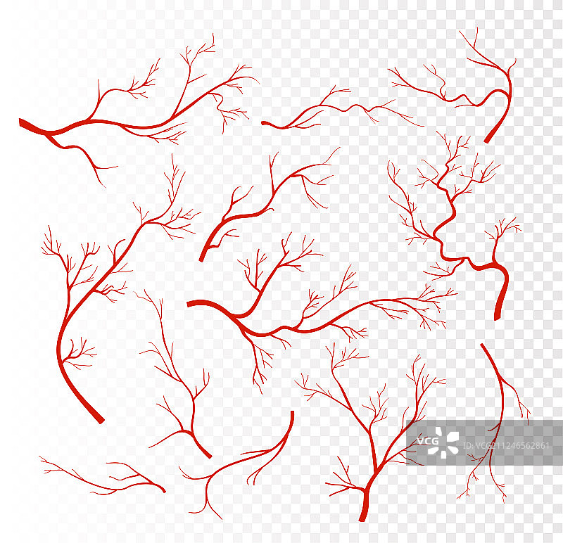 一组红色的人体血管图片素材