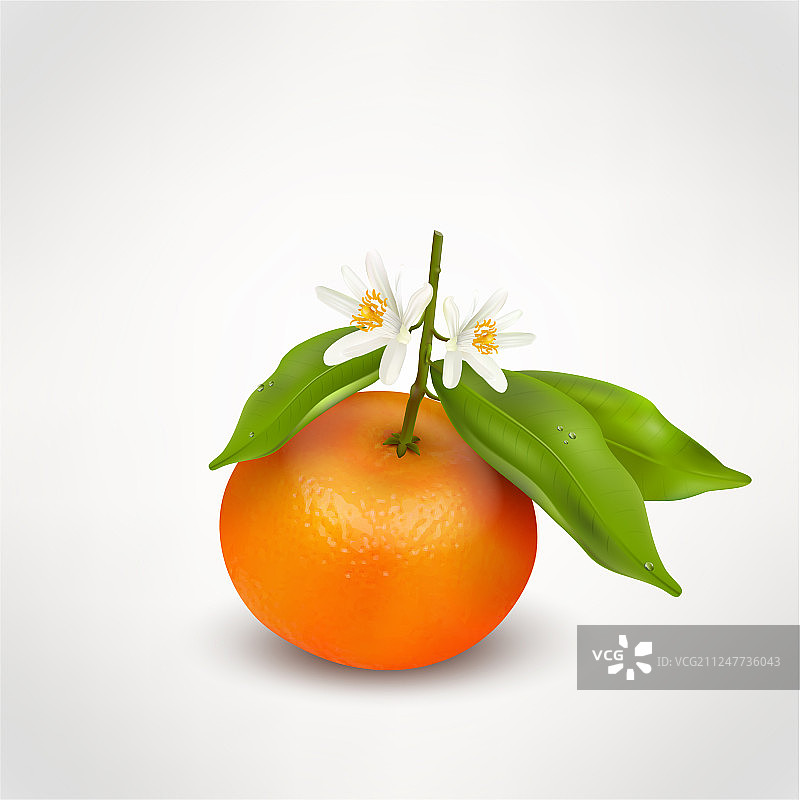 单柑橘类水果或柑橘图片素材