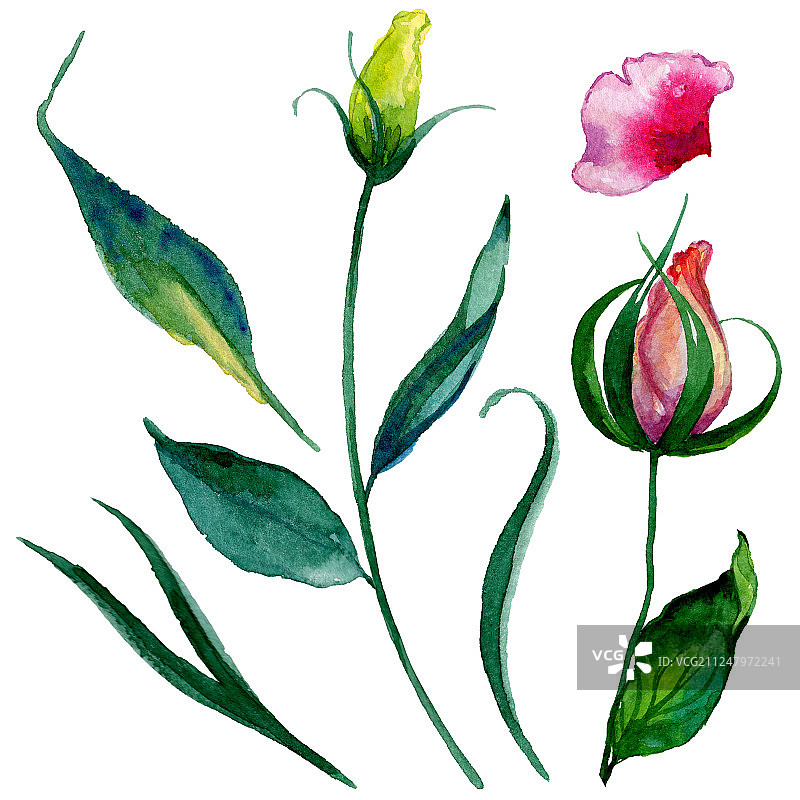 野花玫瑰花在水彩画风格孤立。图片素材