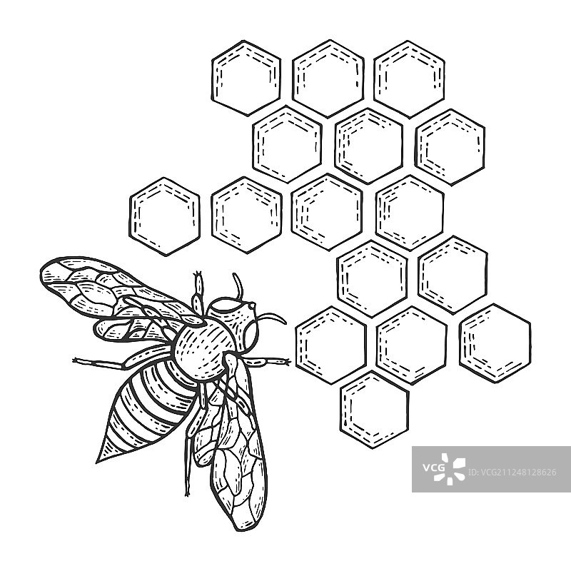 蜜蜂昆虫和蜂窝素描雕刻图片素材