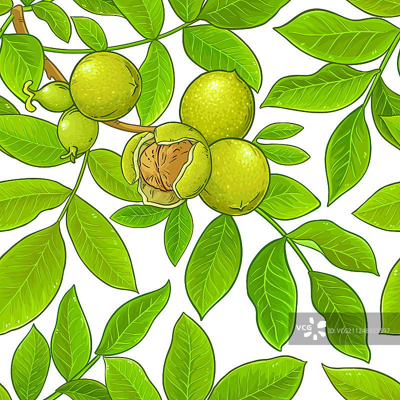 胡桃树枝图案在白色的背景图片素材
