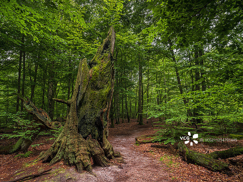 孤独的树干在森林的中央图片素材