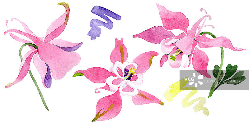 花属植物的红色水仙花。水彩背景插图集。孤立的aquilegia插图元素。图片素材