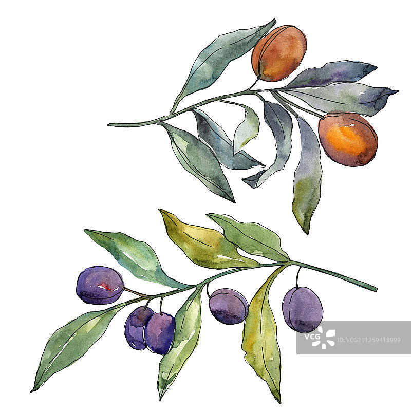 橄榄枝上结着黑色和绿色的果实。水彩背景插图集。孤立的橄榄插图元素。图片素材