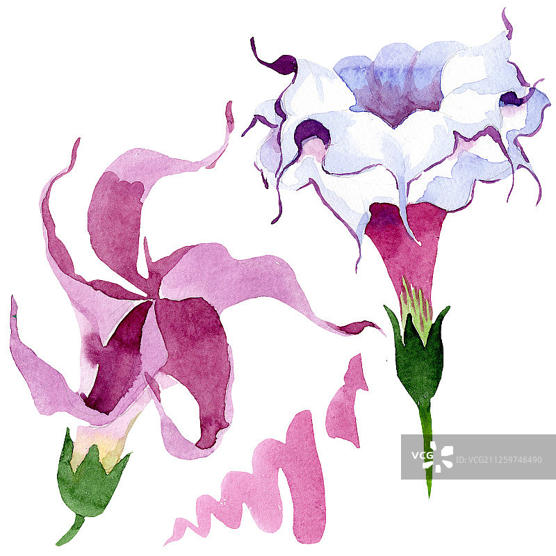 蔷薇属植物花。水彩背景插图集。孤立的茄子插图元素。图片素材