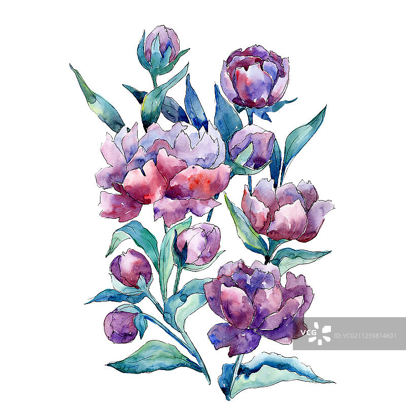 紫色牡丹花束植物花。水彩背景设置。孤立牡丹插图元素。图片素材
