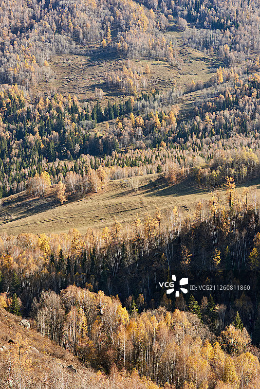 新疆林场秋天美景图片素材
