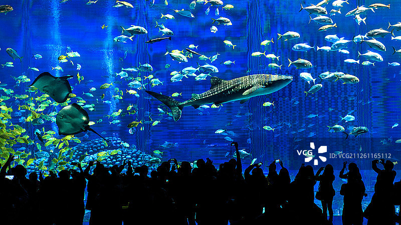 珠海长隆海洋王国 鲸鲨馆图片素材